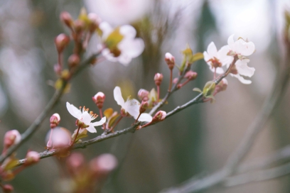 春風(fēng)有信，漢院花開(kāi)
